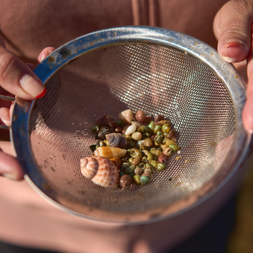 Lynette Newchurch collecting shells on Country, Yorke Peninsula, Photographer: Sam Roberts